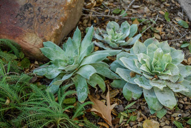 Native Plants